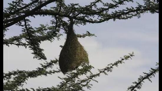 The birds leave once they learn to take flight. That is the design of nature. The nest remains. (HT File)