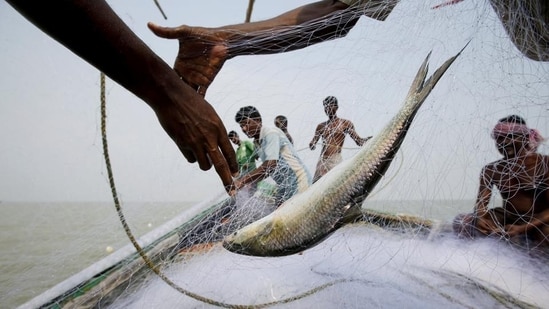 The Bangladesh government has banned the export of Hilsa to India, ahead of Durga puja celebrations (REUTERS)
