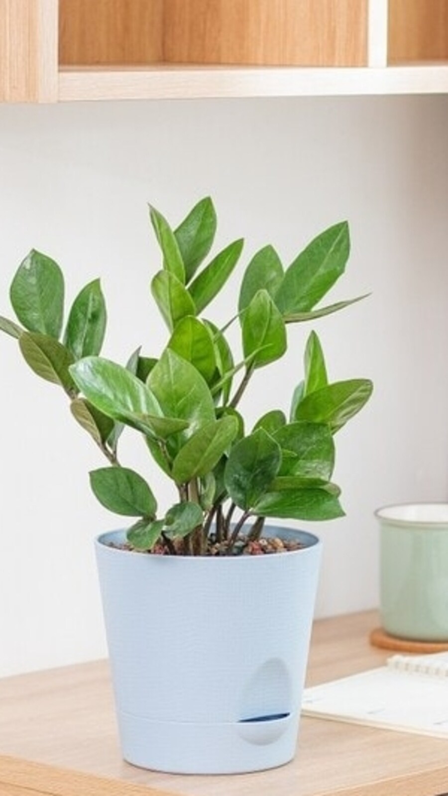 zz_plant_