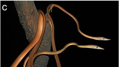 An uncollected individual of Ahaetulla longirostris from Valmiki Tiger Reserve (Facebook/snakeszeeshan) An uncollected individual of Ahaetulla longirostris from Valmiki Tiger Reserve (Facebook/snakeszeeshan)