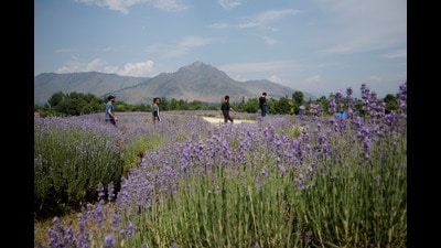 Locals visit the lavender farm during harvest season in south Kashmir's Anantnag district, June 27, 2024. REUTERS/Sharafat Ali (REUTERS) Locals visit the lavender farm during harvest season in south Kashmir's Anantnag district, June 27, 2024. REUTERS/Sharafat Ali (REUTERS)