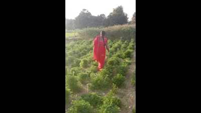 Suman, a member of an SHG, tending to medicinal chamomile plants in Vikrampur village, Fatehpur. (HT) Suman, a member of an SHG, tending to medicinal chamomile plants in Vikrampur village, Fatehpur. (HT)