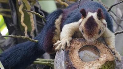 To collect population and habitat data of Indian Giant Squirrel and Indian Gazelle, Pune forest department will conduct two separate studies. (Getty Images/iStockphoto (PIC FOR REPRESENTATION)) To collect population and habitat data of Indian Giant Squirrel and Indian Gazelle, Pune forest department will conduct two separate studies. (Getty Images/iStockphoto (PIC FOR REPRESENTATION))