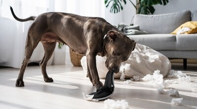Dogs displaying strange behaviours may suffer from a nervous system imbalance. (Freepik) Dogs displaying strange behaviours may suffer from a nervous system imbalance. (Freepik)