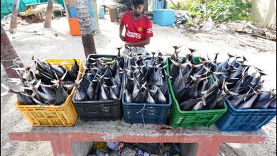 A fisher with his catch in Lakshadweep. (Alvin Anto)