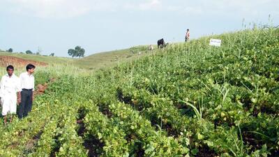 Farmers and soybean experts are worried, as distribution pattern rather than quantum of rainfall is crucial for the soy crop. (HT file photo) Farmers and soybean experts are worried, as distribution pattern rather than quantum of rainfall is crucial for the soy crop. (HT file photo)
