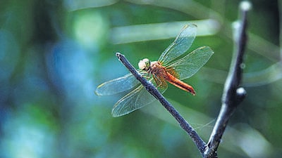In last year’s dragonfly census, the highest count of 25 different species was recorded at Kamla Nehru Biodiversity Park. (HT ARCHIVE) In last year’s dragonfly census, the highest count of 25 different species was recorded at Kamla Nehru Biodiversity Park. (HT ARCHIVE)