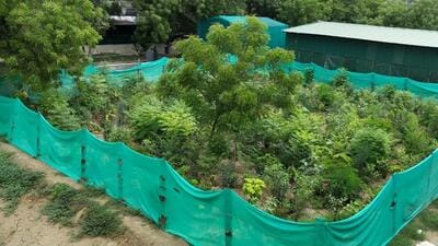 Named after Japanese botanist Akira Miyawaki, this method involves planting two to four different types of indigenous trees within every square metre. The methodology was developed in the 1970s, with the basic objective to densify green cover within a small parcel of land. (Ht Archive) Named after Japanese botanist Akira Miyawaki, this method involves planting two to four different types of indigenous trees within every square metre. The methodology was developed in the 1970s, with the basic objective to densify green cover within a small parcel of land. (Ht Archive)
