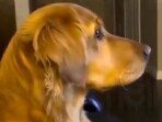Dog watching Donald Trump endorse the debunked internet theory that illegal immigrants are eating dogs in Ohio, US. Dog watching Donald Trump endorse the debunked internet theory that illegal immigrants are eating dogs in Ohio, US.