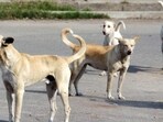 Bengaluru civic body captures more than 110 strays in Jalahalli after a woman died of dog attack: Report