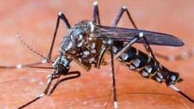 A team comprising Dr Umesh Vaidya, Dr Siddharth Madabhushi and Dr Anusha Rao successfully treated the preterm newborn who acquired Dengue from her mother, as per a statement released by the hospital on Friday. (REPRESENTATIVE PHOTO)