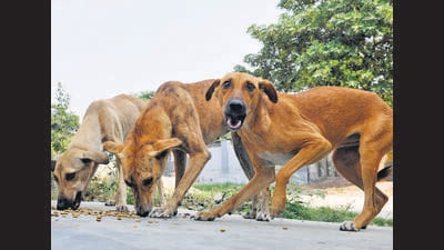 Chandigarh councillors have been repeatedly highlighting the menace in the monthly MC House meetings. (HT File)