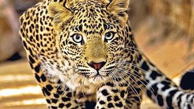 Forest department plans to sterilise 47 leopards, 11 males and 36 females, from five conflict areas in Junnar tehsil. ((PIC FOR REPRESENTATION)) Forest department plans to sterilise 47 leopards, 11 males and 36 females, from five conflict areas in Junnar tehsil. ((PIC FOR REPRESENTATION))