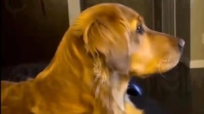 Dog watching Donald Trump endorse the debunked internet theory that illegal immigrants are eating dogs in Ohio, US.