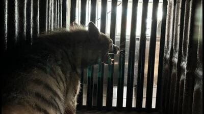 In a four-hour operation, the forest department on Friday successfully rescued a hyena that had entered a private company building at Chakan. (HT)