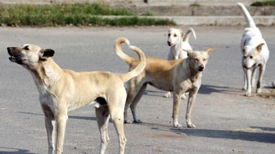 Bengaluru civic body captures more than 110 strays in Jalahalli after a woman died of dog attack: Report Bengaluru civic body captures more than 110 strays in Jalahalli after a woman died of dog attack: Report