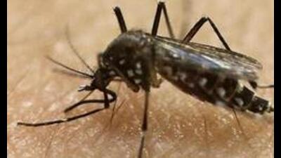 Zika is mostly a mosquito-borne viral infection transmitted by Aedes mosquitoes. It can also be transmitted to foetus during pregnancy, through sexual contact, blood transfusion and organ transplantation. (AP) Zika is mostly a mosquito-borne viral infection transmitted by Aedes mosquitoes. It can also be transmitted to foetus during pregnancy, through sexual contact, blood transfusion and organ transplantation. (AP)