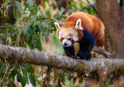 The red panda is an endangered animal. (Shutterstock)