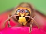 Mississippi researchers discover Syntretus perlmani, a wasp species that infects adult fruit flies ( Representative image). Mississippi researchers discover Syntretus perlmani, a wasp species that infects adult fruit flies ( Representative image).
