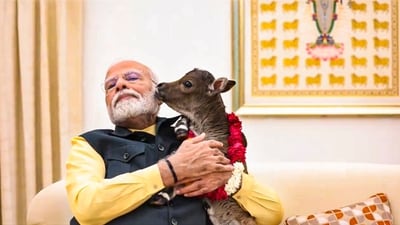 Prime Minister Narendra Modi with the calf 'Deepjyoti', who was born at the Prime Minister's official residence, in New Delhi. Prime Minister Narendra Modi with the calf 'Deepjyoti', who was born at the Prime Minister's official residence, in New Delhi.