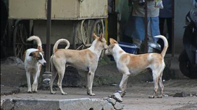 The child was standing outside his house on Yash Park Road in Kadachiwadi in Chakan when the pack of stray dogs surrounded and attacked him, a video of which later went viral. (REPRESENTATIVE PHOTO)