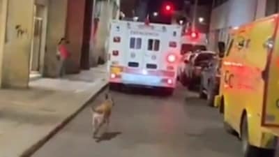 A dog chased an ambulance to stay with his ill owner. The touching video, capturing their reunion, has gone viral. (X/@TaraBull808) A dog chased an ambulance to stay with his ill owner. The touching video, capturing their reunion, has gone viral. (X/@TaraBull808)
