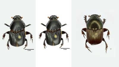 ATREE researchers report 3 new species of dung beetle from Assam and Karnataka (Seena Narayanan Karimbumkara)