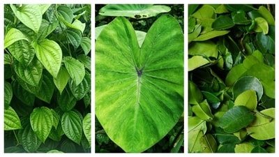 Leaves are packed with essential nutrients and can target certain issues in the body like gut or oral health, and improve them. (Shutterstock) Leaves are packed with essential nutrients and can target certain issues in the body like gut or oral health, and improve them. (Shutterstock)