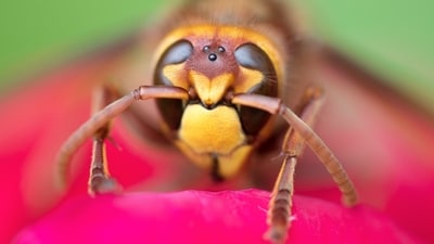 Mississippi researchers discover Syntretus perlmani, a wasp species that infects adult fruit flies ( Representative image). (Unsplash) Mississippi researchers discover Syntretus perlmani, a wasp species that infects adult fruit flies ( Representative image). (Unsplash)