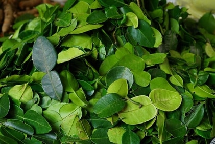 Kaffir lime leaves are good for your digestive system. (Shutterstock) Kaffir lime leaves are good for your digestive system. (Shutterstock)