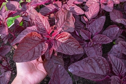 These leaves flush out toxins from your body. (Shutterstock) These leaves flush out toxins from your body. (Shutterstock)