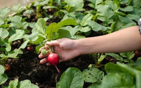 Radish leaves improve immunity. (Shutterstock) Radish leaves improve immunity. (Shutterstock)