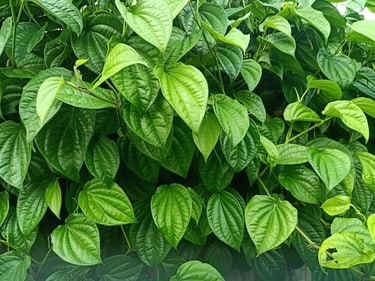 Betel leaves take care of oral health. (Shutterstock) Betel leaves take care of oral health. (Shutterstock)