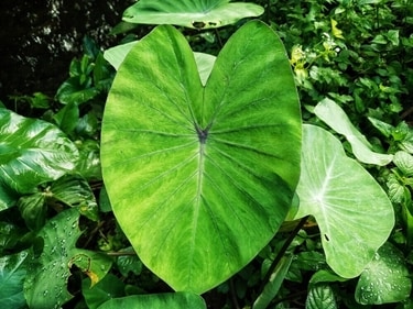 Arbi leaves are good for eye health. (Shutterstock) Arbi leaves are good for eye health. (Shutterstock)