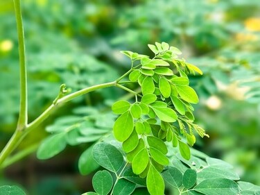Moringa leaves have anti-inflammatory leaves. (Shutterstock) Moringa leaves have anti-inflammatory leaves. (Shutterstock)