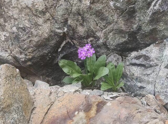 A Primula species flowering on Bhimbet LOC (Drass), above 17,000 feet. (Indian Army) A Primula species flowering on Bhimbet LOC (Drass), above 17,000 feet. (Indian Army)