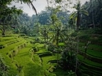 Morning view on the Tegelalang rice terraces north of Ubud, Bali. Morning view on the Tegelalang rice terraces north of Ubud, Bali.