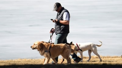 A dog walker checks a mobile device while guiding their dogs. (AP) A dog walker checks a mobile device while guiding their dogs. (AP)