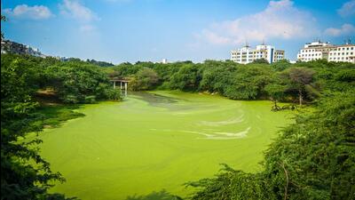 Satpula Lake in Khirki Extension in south Delhi on September 1. (Sanchit Khanna/HT Photo) Satpula Lake in Khirki Extension in south Delhi on September 1. (Sanchit Khanna/HT Photo)
