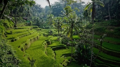 Morning view on the Tegelalang rice terraces north of Ubud, Bali. (Unsplash) Morning view on the Tegelalang rice terraces north of Ubud, Bali. (Unsplash)