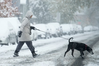 A woman walks her dog during heavy snow. (AP) A woman walks her dog during heavy snow. (AP)