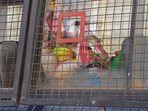 Bengaluru police clarifies on viral Ganesh image inside police van. Full details