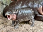 Moo Deng has become the star attraction of Khao Kheow Open Zoo in Thailand