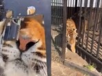 A viral video shows a tiger inside a cage trying to break the lock.
