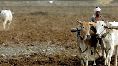 Among other reasons for the defeat of the Mahayuti alliance in the Lok Sabha election was the unrest among farmers on account of the dip in the prices of crops.   REUTERS/Punit Paranjpe/File Photo (REUTERS)