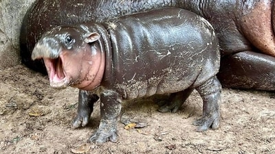 Moo Deng has become the star attraction of Khao Kheow Open Zoo in Thailand (Facebook/kkopenzoo) Moo Deng has become the star attraction of Khao Kheow Open Zoo in Thailand (Facebook/kkopenzoo)