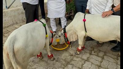 Pawar spent some time with cattle of Punganur breed and fed them fodder. (HT PHOTO)