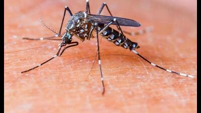 The Patiala district in Punjab has reported 13 cases of Malaria so far this season. (HT File)