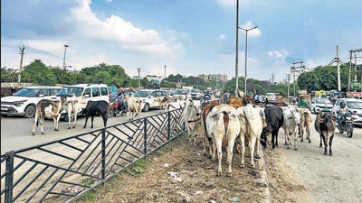 This is the third incident of death due to stray cattle in past month, indicating the growing crisis in the city. (REPRESENTATIVE PHOTO) This is the third incident of death due to stray cattle in past month, indicating the growing crisis in the city. (REPRESENTATIVE PHOTO)