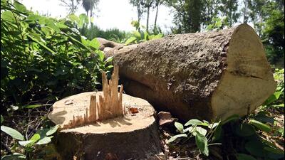Tree felling is a major part of environmental clearance requests in Delhi-NCR. (Photo for representation) Tree felling is a major part of environmental clearance requests in Delhi-NCR. (Photo for representation)
